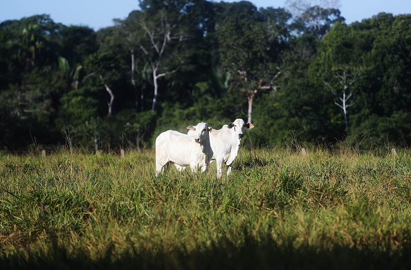 Une ferme au Brésil.
Ismauir de Sousa  buvait "la même eau que les animaux".
(Mario Tama/Getty Images)