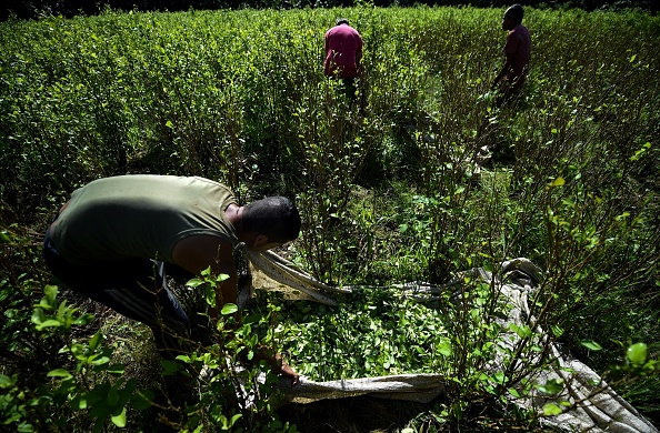 Un 'raspachin' (agriculteur collecteur de coca), cueille des feuilles de coca dans un champ près de la rivière Inirida dans le département de Guaviare, Colombie, le 25 septembre 2017. Les quelques 300 colons de La Paz, dans le département de Guaviare (sud-est) sont connectés uniquement à travers la rivière. Leur monnaie est le produit qu'ils récoltent, les feuilles de coca, la base pour la production de cocaïne. Maintenant, grâce aux aides des États-Unis, la première victime du trafic de cocaïne, le gouvernement colombien prévoit d'éradiquer 100.000 hectares de la culture. 
(RAUL ARBOLEDA / AFP / Getty Images)