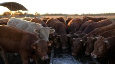 Portugal : les bêtes souffrent et les éleveurs désespèrent de la sécheresse