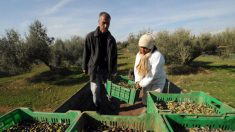 Tunisie :  une production « exceptionnelle » d’huile d’olive est attendue