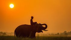 Des « congés maternité » : l’idée des chercheurs qui pourrait sauver les éléphants du Laos