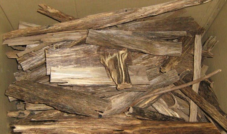 Le bois d’agar, plus cher que l’or. (Hafizmuar/Wikimedia/CC BY-ND)
