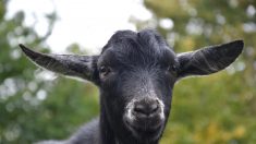 La chèvre noire devrait à nouveau « croître et multiplier » en Israël