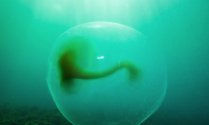 Une balle de gelée géante découverte par le plongeur Erling Svensen en Norvège. (Erling Svensen)
