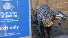 Australie: une empreinte de dinosaure de 115 millions d’années vandalisée au marteau