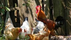 Une poule offerte à chaque famille à Jausiers dans un HLM, avec des poulaillers communs