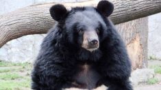 BIRMANIE – Un touriste filmé en train d’abattre un ours noir
