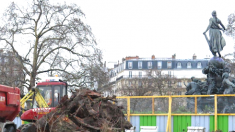 Paris : abattage d’arbres centenaires place de la Nation