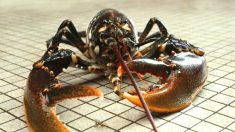Du nouveau dans les cuisines Suisse: une loi interdit de plonger les homards dans l’eau bouillante