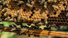 Deux ados soupçonnés d’avoir tué 500 000 abeilles