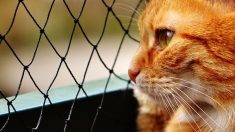 Doubs : la SPA découvre plusieurs dizaines de chats congelés dans une maison insalubre