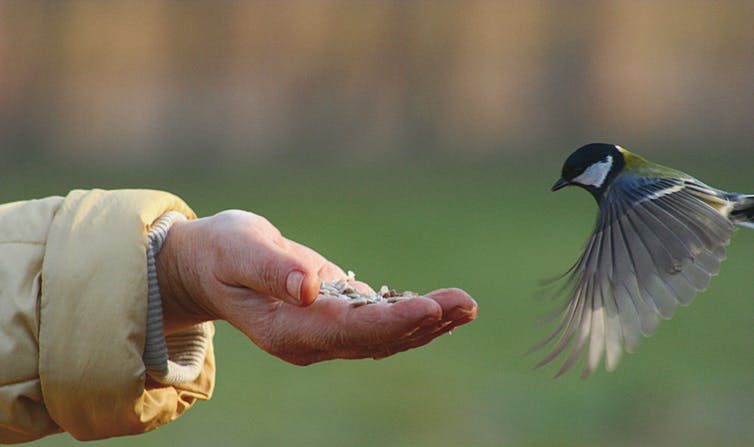 Mésange charbonnière mangeant à la main. (Paweł Kuźniar/Wikimedia)