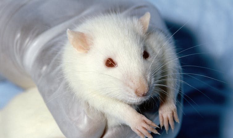 Rat de laboratoire. (Janet Stephens/Wikipedia)