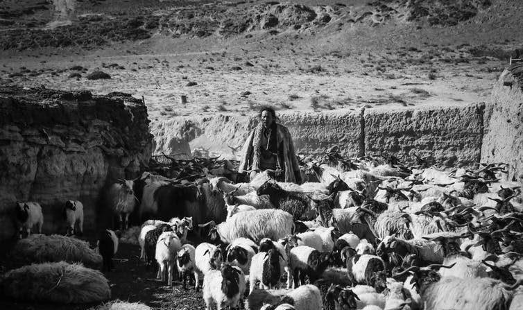 L'histoire de Tharlo, le berger, est aussi celle d'un Tibet en pleine mutation. (ED Distribution)