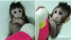 La communauté internationale condamne le clonage de singes en Chine