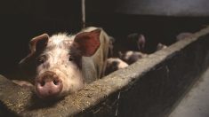 Jambon de Parme : scandale sur la maltraitance des cochons dans six élevages italiens