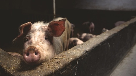 Maltraitance des cochons dans les élevages en Italie. (Photo Pixabay)