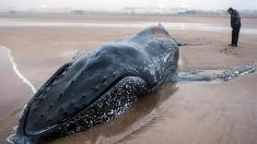 En Argentine, les sauveteurs luttent pour libérer les baleines échouées sur les plages
