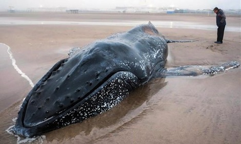 En Argentine, les sauveteurs luttent pour libérer les baleines échouées sur les plages
