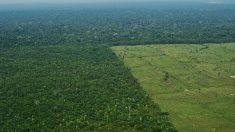 La déforestation, multipliée par quatre en juillet sur un an, au Brésil
