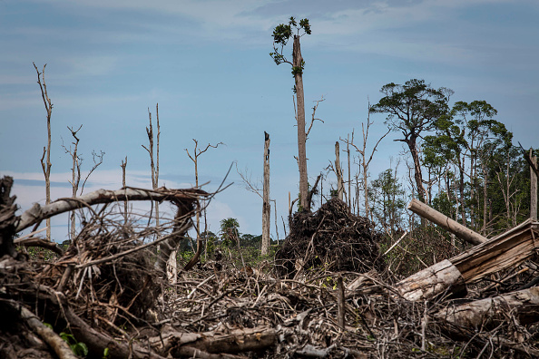 Déforestation dû aux plantations d'huile de Palme.  (Photo : Ulet Ifansasti/Getty Images)