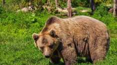 Pau : plus de 1.200 manifestants contre la réintroduction d’ourses en Béarn