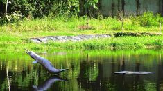 Disparition rapide des dauphins d’eau douce d’Amazonie (étude)