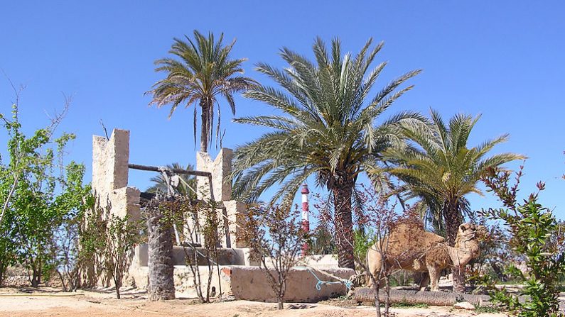 Vieux puits avec un chameau à Djerba, Tunisie Photo de Henning LEWEKE