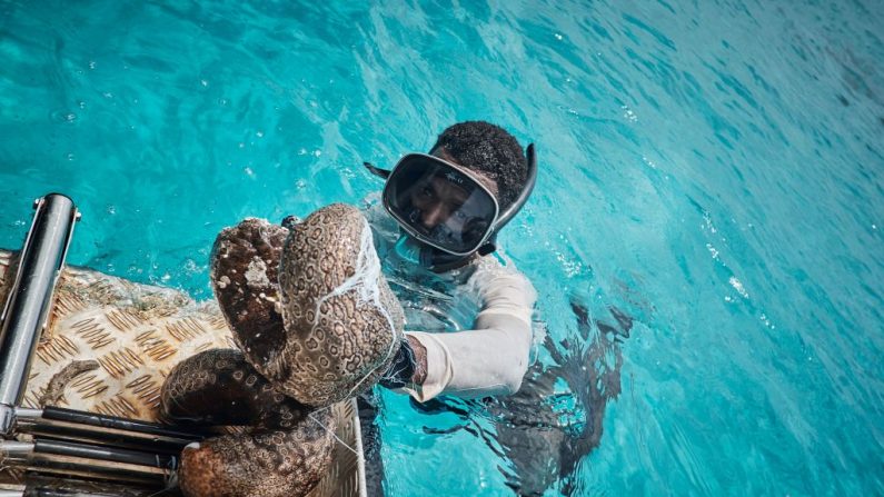     Un plongeur revient de la pêche avec un concombre de mer à Belep, sur le territoire français d'outre-mer de Nouvelle-Calédonie. C’est l'un des derniers endroits au monde à ne pas avoir surexploité ses stocks d'holothuries. Photo  THEO ROUBY/AFP/Getty Images.