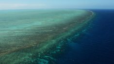 Grande Barrière: des écologistes en appellent à l’Unesco