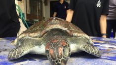 Thaïlande: une grosse tortue verte protégée, nouvelle victime du plastique