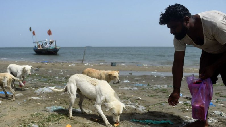 Un pêcheur pakistanais Abdul Aziz donne de la nourriture aux chiens sur l'île de Dingy à Karachi. Photo RIZWAN TABASSUM/AFP/Getty Images.