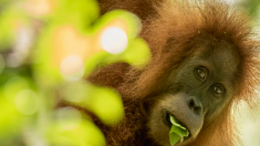 Orang-outan de Tapanuli : la menace d’extinction est réelle mais encore évitable