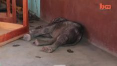 Un pauvre bébé éléphant a été trouvé effondré dans une salle de classe – puis les sauveteurs découvrent ce qui s’est passé