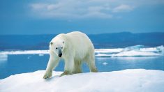 Canada: un homme tué par un ours blanc en protégeant ses enfants