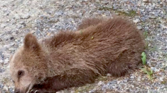 Pyrénées : l’ourson sauvé début juillet est finalement décédé