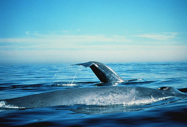 La baleine bleue a un long corps effilé qui peut paraître étiré en comparaison du corps trapu des autres baleines. Photothèque de la NOAA de Et Shapiro.Wikipédia