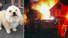 Un caniche blanc duveteux sauve deux familles de la mort dans l’incendie de la maison en aboyant à tue-tête