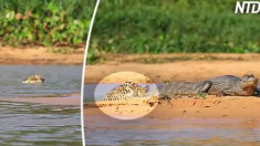 Ce crocodile n’a aucune idée de ce qui nage derrière lui, puis soudain, il est là