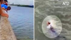 Un homme désintéressé saute d’un pont dans une rivière pour sauver son chien de la noyade