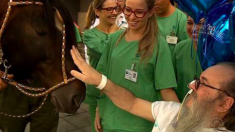 Des retrouvailles touchantes à l’hôpital entre un patient et son cheval bien-aimé mènent à une guérison miraculeuse