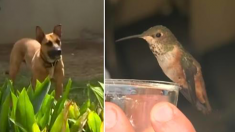 Ce chien sauvage aide à sauver un colibri. Maintenant, l’oiseau reconnaissant ne le laisse pas seul