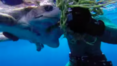 Des plongeurs sur un bateau repèrent une tortue en détresse, le sauvetage héroïque est capturé sur vidéo
