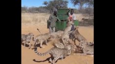 Des hommes courageux sortent pour nourrir 30 guépards, mais la façon dont ces animaux réagissent, c’est un avertissement