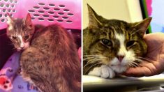 Un chat de 26 ans avait cruellement besoin d’un foyer – puis une dame a vu une annonce sur Facebook