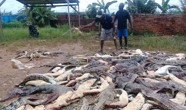 En Indonésie, des habitants en colère massacrent près de 300 crocodiles après la mort d’un homme