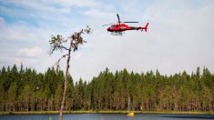 Or vert contre biodiversité: à l’heure des feux, la forêt suédoise fait débat