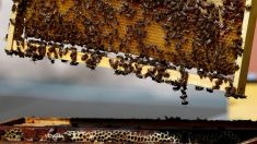 A Rome les abeilles aident à surveiller la pollution de l’air