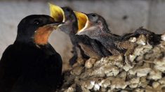 Thaïlande/grotte: des chercheurs de nids d’hirondelles à la rescousse