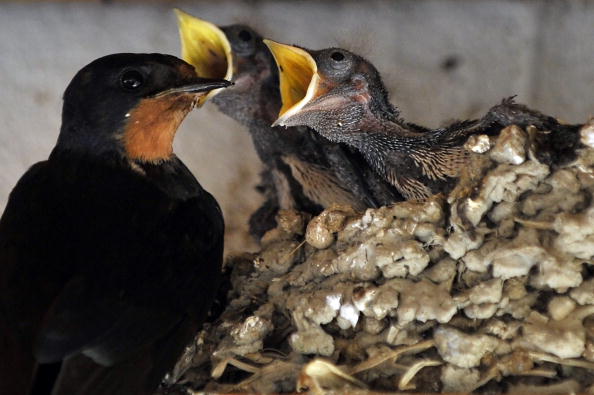 Les nids d’hirondelles sont un festin apprécié en Chine, fait à partir de nids d’oiseaux, il semblerait que ce soit davantage le nid de martinet qui serait convoité. Photo  ARIS MESSINIS/AFP/Getty Images.
